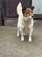 Ter adoptie lieve jerome lief en rustig hondje, Dieren en Toebehoren, Particulier, Reu, Buitenland, Parvo