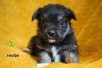 Mooie kleine boomer pups., Nederland, Parvo, Overige rassen, 8 tot 15 weken