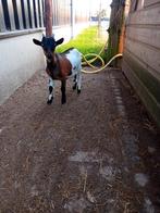 Mooi goed ontwikkelde dwergboken, Dieren en Toebehoren, Mannelijk, Geit, 0 tot 2 jaar