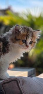 Ragdoll x Britse korthaar katertjes💙💙, Dieren en Toebehoren, Katten en Kittens | Raskatten | Langhaar, Poes, Ontwormd