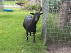 te koop zwarte geit, Dieren en Toebehoren, Schapen, Geiten en Varkens, Vrouwelijk, Geit