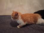 2 rode meisjes kitten 8 weken, Dieren en Toebehoren, Katten en Kittens | Overige Katten, Poes
