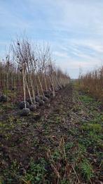 Betula ut jacquemontii, Ophalen of Verzenden, Volle zon, Overige soorten