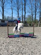 Welsh A pony (1.17m), Dieren en Toebehoren, Pony's, B, Gechipt, Ruin, A pony (tot 1.17m)