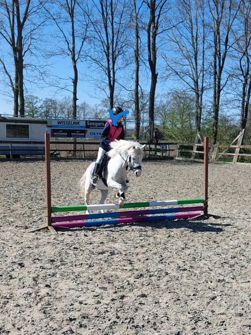Welsh A pony (1.17m), Dieren en Toebehoren, Pony's, Ruin, B, A pony (tot 1.17m), Recreatiepony, 11 jaar of ouder, Met stamboom