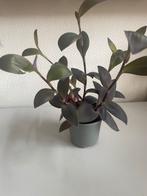 Tradescantia, Huis en Inrichting, Kamerplanten, Ophalen, Overige soorten, Minder dan 100 cm