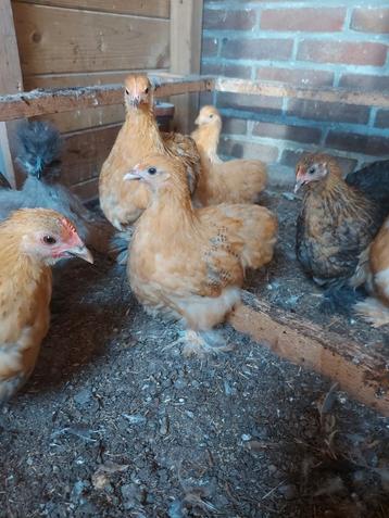 Cochin kriel hennetjes(kuikens) beschikbaar voor biedingen