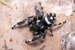 Springspin, jumping spiders, phidippus Regius North Florida, Dieren en Toebehoren, Overige soorten