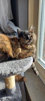 Geweldige Maine Coon kittens 😻😺💝💙🫶    nog 1 poesje over, Dieren en Toebehoren, Katten en Kittens | Raskatten | Langhaar, Meerdere dieren