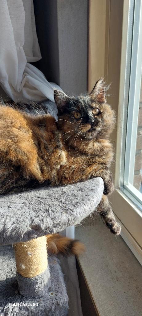 Geweldige Maine Coon kittens 😻😺💝💙🫶    nog 1 poesje over, Dieren en Toebehoren, Katten en Kittens | Raskatten | Langhaar, Meerdere dieren