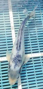 Koi 35cm, Karper of Koi