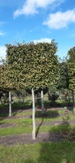 bomen, Tuin en Terras, Planten | Bomen, Bloeit niet, Dakboom, 250 tot 400 cm, Ophalen