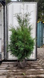 Haag coniferen Thuja occidentalis brabant  160 - 180 cm, Conifeer, Ophalen, 100 tot 250 cm