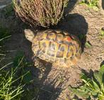 Griekse landschildpad, Dieren en Toebehoren, Reptielen en Amfibieën, Schildpad, 3 tot 6 jaar