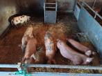 borgjes duroc berkshire, Dieren en Toebehoren, Schapen, Geiten en Varkens, Meerdere dieren, Varken, 0 tot 2 jaar