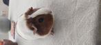Mooi jong zeugje, Dieren en Toebehoren, Knaagdieren, Vrouwelijk, Tam, Maart, Cavia