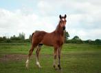 Mooi hengst veulen, Dieren en Toebehoren, Paarden, Hengst, Minder dan 160 cm, 0 tot 2 jaar