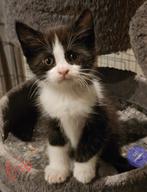 Kittens X Maine Coon, Dieren en Toebehoren, Meerdere dieren, Ontwormd, 0 tot 2 jaar