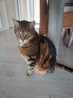 2 katten ter overname, Dieren en Toebehoren, Kater, 6 jaar of ouder