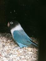 Prachtige agapornis personata pop redelijk tam, Dieren en Toebehoren, Vogels | Parkieten en Papegaaien, Vrouwelijk, Dwergpapegaai of Agapornis