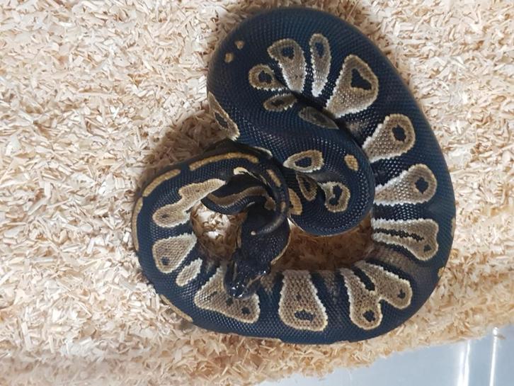 Koningspython, Dieren en Toebehoren, Reptielen en Amfibieën, Slang, 0 tot 2 jaar