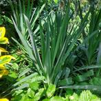 Yucca filamentosa, Ophalen, Zomer, Overige soorten, Volle zon