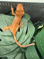 Baby wimpergekko, Hagedis, 0 tot 2 jaar