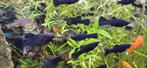 Black mollies te koop, Ophalen of Verzenden