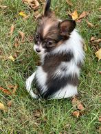 Mooie reutje met stamboom van het vlinderhondje, Dieren en Toebehoren, Honden | Chihuahua's en Gezelschapshonden, Nederland, CDV (hondenziekte)
