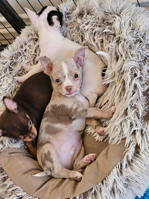 Chihuahua pup merle reutje, Dieren en Toebehoren, Honden | Chihuahua's en Gezelschapshonden, Reu, Chihuahua, Particulier, Eén hond