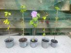 Hibiscus stekjes, Ophalen, Overige soorten, Struik, 100 tot 250 cm