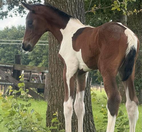 Zeldzaam apart bruin bont dressuur hengst veulen!, Dieren en Toebehoren, Paarden en Pony's | Dekhengsten en Fokmerries, Hengst