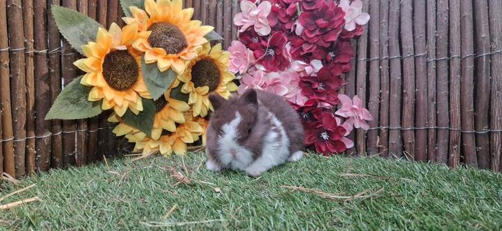 Jonge lieve dwergkonijn(en), ruime keus (kleurdwerg/minilop), Dieren en Toebehoren, Konijnen, Dwerg, Meerdere dieren