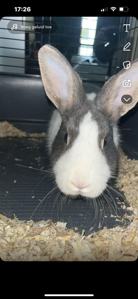 Konijn, Dieren en Toebehoren, Knaagdieren en Konijnen | Hokken en Kooien, Hok, Minder dan 60 cm, Konijn, Ophalen of Verzenden
