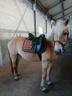 Lieve, eigenwijze haflinger merrie, Merrie, Recreatiepony