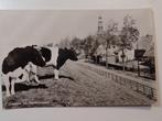 Hindeloopen 3 koeien, Verzenden, 1960 tot 1980, Gelopen, Friesland