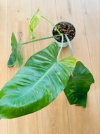 philodendron jose buono variegata tot 45 cm bladeren, Ophalen