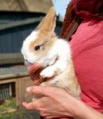 Tam lief mooi konijntje (half angora), Dieren en Toebehoren, Mannelijk, 0 tot 2 jaar, Middelgroot