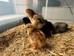 Kleurlegger kuikentjes, Dieren en Toebehoren, Pluimvee, Meerdere dieren, Kip