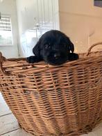 Puppy’s te koop – Labrador x Riesenschnauzer mix, Dieren en Toebehoren, Honden | Niet-rashonden, 8 tot 15 weken, Groot, Meerdere