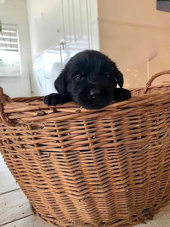 Puppy’s te koop – Labrador x Riesenschnauzer mix, Dieren en Toebehoren, Honden | Niet-rashonden, Groot, Meerdere dieren, Particulier