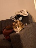 2 katten gratis op te halen, Dieren en Toebehoren, Katten en Kittens | Overige Katten, Poes