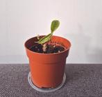 Philodendron ring of fire plant, kamerplant, Ophalen, Halfschaduw, Minder dan 100 cm