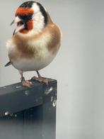 Majoor putter man, Ophalen, Zo goed als nieuw, Aluminium, Vogelkooi