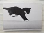 Zwartwitte kitten landt op z'n voorpootjes, Ophalen of Verzenden, 1980 tot heden, Ongelopen, Hond of Kat
