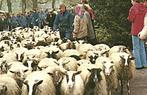 963887	Drenthe	Schaapskudde Herder	Mooie Oude kaart onbeschr, Ophalen of Verzenden, Ongelopen, Drenthe
