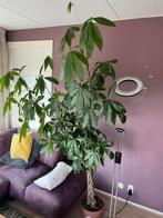 Twee kamerplanten, Ophalen, Overige soorten, 150 tot 200 cm