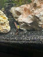 Mix guppies baby’s vrouwtje en mannetje, Dieren en Toebehoren, Vis