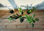 Set of 6 houseplants (including ceramic pots), Ophalen, Overige soorten, Halfschaduw, In pot