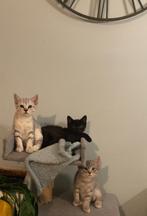 Unieke Blauwe Rus/Brits korthaar kittens, Dieren en Toebehoren, Katten en Kittens | Raskatten | Korthaar, Meerdere dieren, Ontwormd